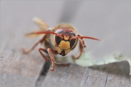 <p>SRŠEŇ OBECNÁ (Vespa crabro) ---- /European hornet - Hornisse/</p>